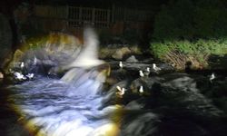 İnci kefalleri gece kendilerini daha güvende hissediyor
