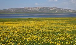 Urartu mirasında görsel şölen: Keşiş Gölü sarıya büründü