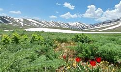 Van’ın yaylalarında görsel şölen