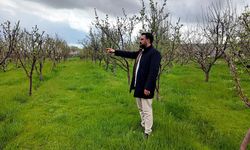 Vanlı hekim memleketine 2 bin ceviz fidanı dikti