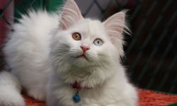 Van kedi villası 50 bin ziyaretçiyi ağırladı
