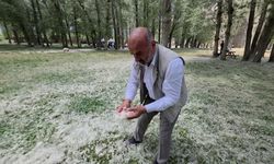 Van'da kar değil polen yağdı!