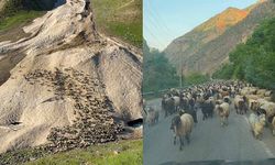 Hakkari'de yayla sezonu gecikmeli başladı