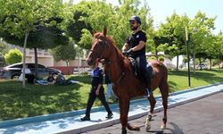 Edremit'te Atlı Zabıta Tartışması!
