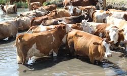 Sıcaktan bunalan inekler çareyi gölette buldu