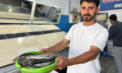 İnci kefali tezgâhlardaki yerini aldı