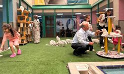 Van kedilerine ziyaretçi akını