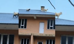 Van'da sıra dışı bir görüntü
