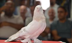 Güvercinlerin fiyatı 5 milyon liraya kadar çıkıyor