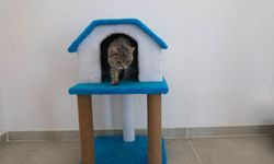 Van’da sahipsiz kediler için ‘Kedi Evi’ açıldı