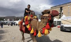 Yüksekova’ya getirilen develer ve midilli atları ilgi gördü