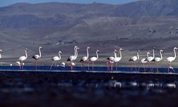 Van’da flamingoların göç hazırlığı