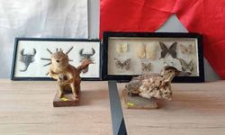İş yerinde hayvan tahnitlerini satarken yakalandı