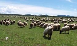 Küçükbaş üreticisine 25,7 milyon liralık can suyu