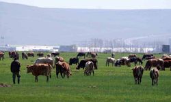Tarımda üreticilere destekleme çağrısı