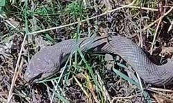 Hakkari'de 1,5 metrelik kocabaş yılanı görüntülendi