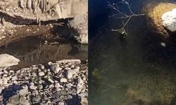 Binlerce balık susuzluk tehlikesiyle karşı karşıya