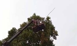 Doski Vadisi’nde vinçle ceviz hasadı yapıldı