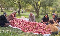 Devlet desteğiyle kurduğu bahçede 15 yıldır elma üretiyor