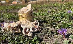Esnaflığı bıraktı, tarlada serveti buldu