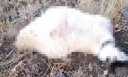Yıldırım düşmesi sonucu çok sayıda küçükbaş hayvan telef oldu