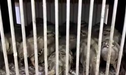 Van'da kafes avcılığı yapan 2 şahsa para cezası uygulandı