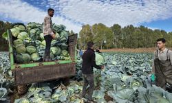 Erciş'te tescilli lahana hasadı başladı
