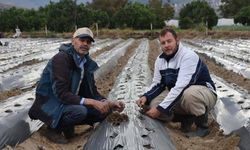 Baba-oğul, ata toprağında organik tarım yapıyor