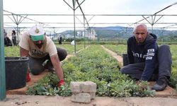72 dönümlük fidanlıkta 18 farklı türde üretim yapılıyor