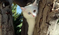 Van Kedi Villası’nda yavru mesaisi bitti, sahiplendirme başladı