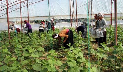 Van'da kadın işçilerin ekmek mücadelesi