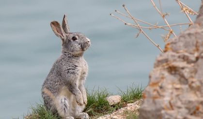 Akdamar Adası'nın şirin sakinleri