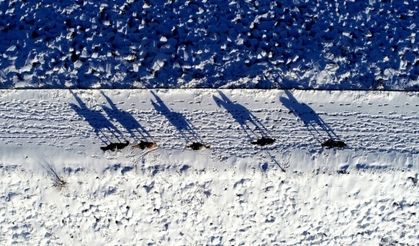 Karlar altında dörtnala özgürlük havadan böyle görüntülendi