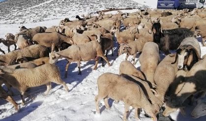 Yaylalar Mayıs ayında beyaza büründü