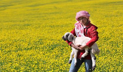 Yayla köylerinde yaz güzelliği