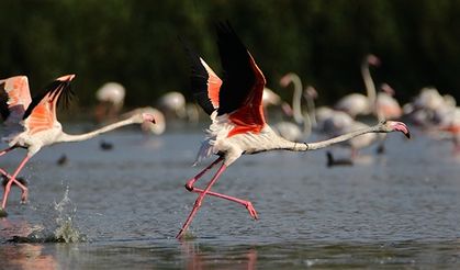 Van Gölü sahillerinde flamingolardan gösel şölen