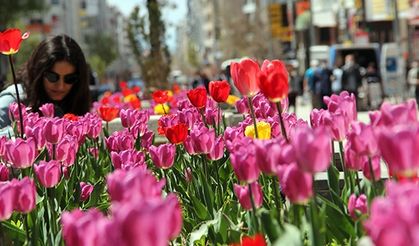 Van şehir merkezine dikilen laleler görsel şölen sunuyor