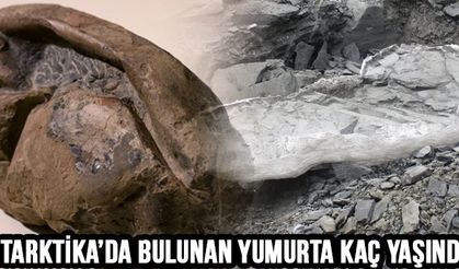 Antarktika’da Bulunan Yumurta 68 Milyon Yaşında