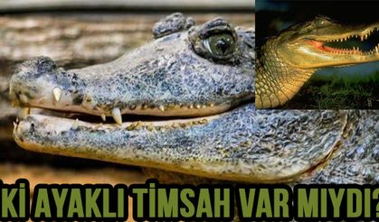 İki Ayaklı Timsah Var Mıydı?