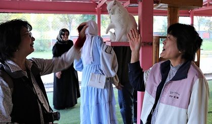 Van kedilerine yabancı turistler ilgi gösteriyor