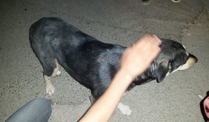 Van'da köpeğe araç çarptı,  YYÜ hayvan hastanesi ise yaralı köpeği almaya gelmedi