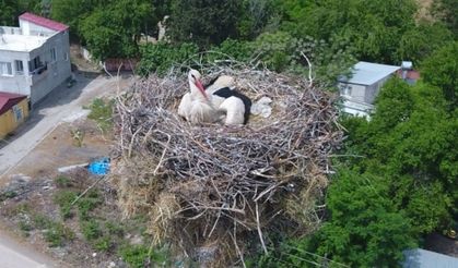 40 yıldır aynı caminin minaresine yuva yapan leylekler köyün simgesi oldu