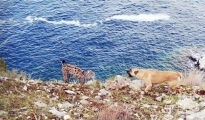 Van Gölü sahilinde Vaşak görüntülendi