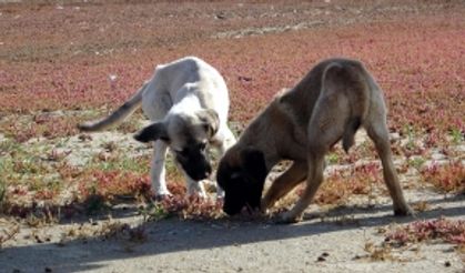 Van Gölü'nün çekilmesiyle ortaya çıkan adacıklarda köpekler besleniyor