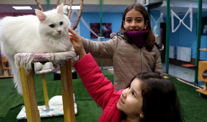 Ara tatilde çocuklardan Van kedilerine ziyaret