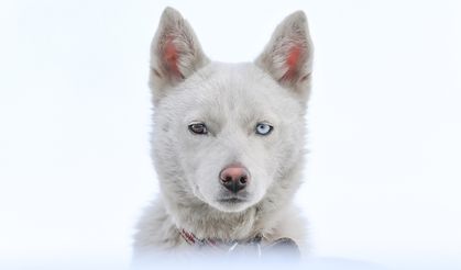 Husky cinsi köpeğin Van kedisi gibi gözleri görenlerin dikkatini çekiyor