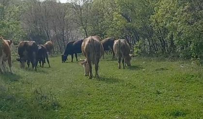 İnekleri otlatan kişiye yılan soktu!