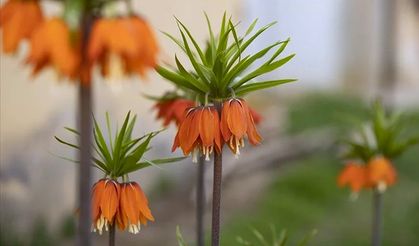 İlkbaharın gelişiyle ters laleler açtı