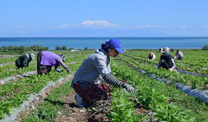 Gevaş Fasulyesi'nin ekimine başlandı