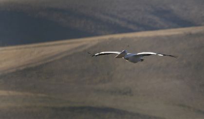 Van Gölü Havzası'nın beklenmedik misafiri